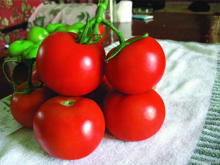 Huahong disease resistance indeterminate tomato seed