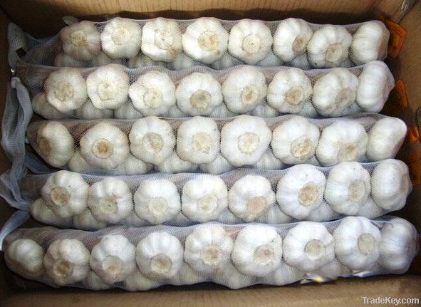 2011 Fresh Chinese Garlic