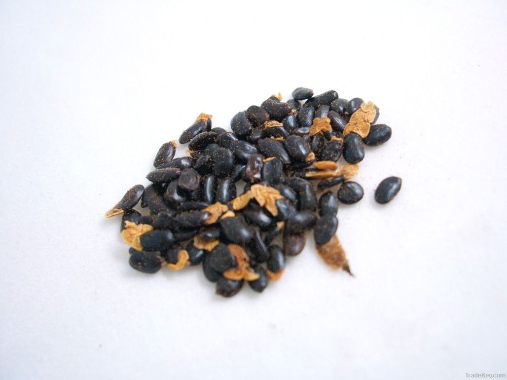 Acacia Mangium Seeds
