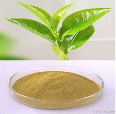 China Green Tea Extracts