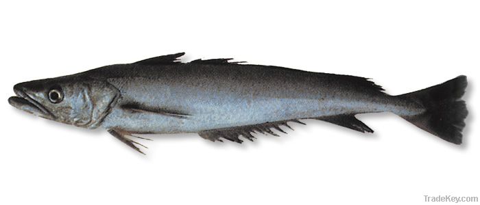 Australis Hake Fish