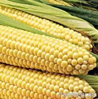 feed/forage corn
