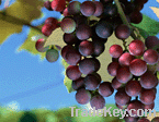 Grape seed extract/fruit seed extract/powerful antioxidant