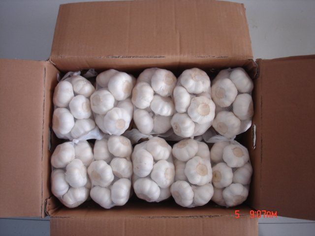 chinese fresh white garlic