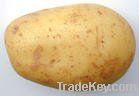 Chinese fresh potato