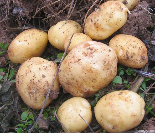 Chinese fresh potato