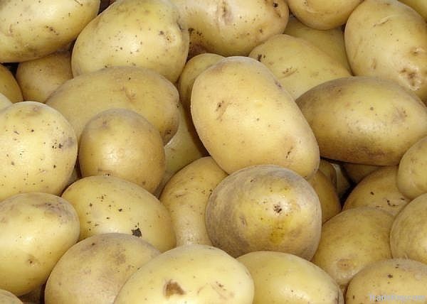 Chinese fresh potato