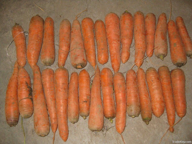 Fresh carrot