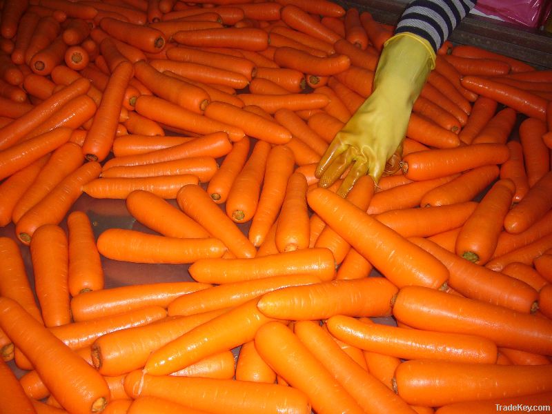 Fresh carrot