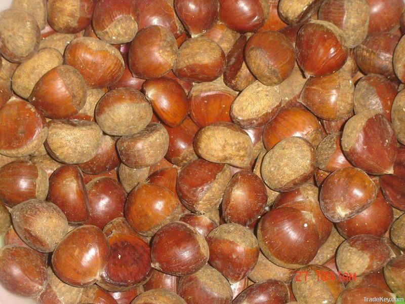 Fresh Chestnut