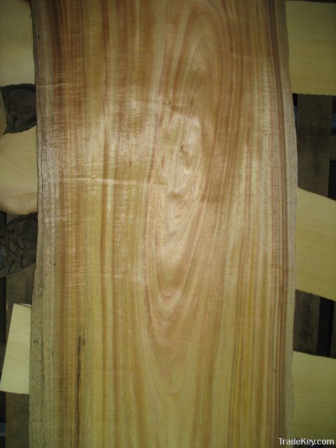 Hawaiian Acacia Curly Koa