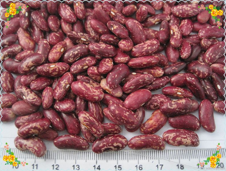 New crop Red or Purple Speckled kidney beans