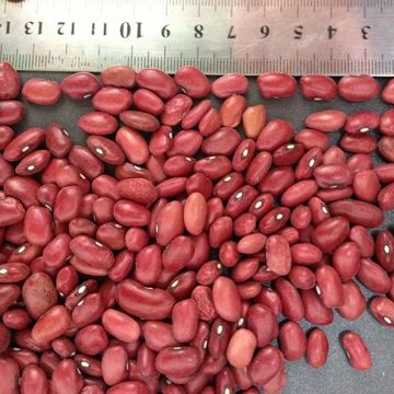 Dark red kiney beans