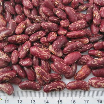 New crop Red or Purple Speckled kidney beans