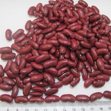 British red kidney beans 2013 new crop