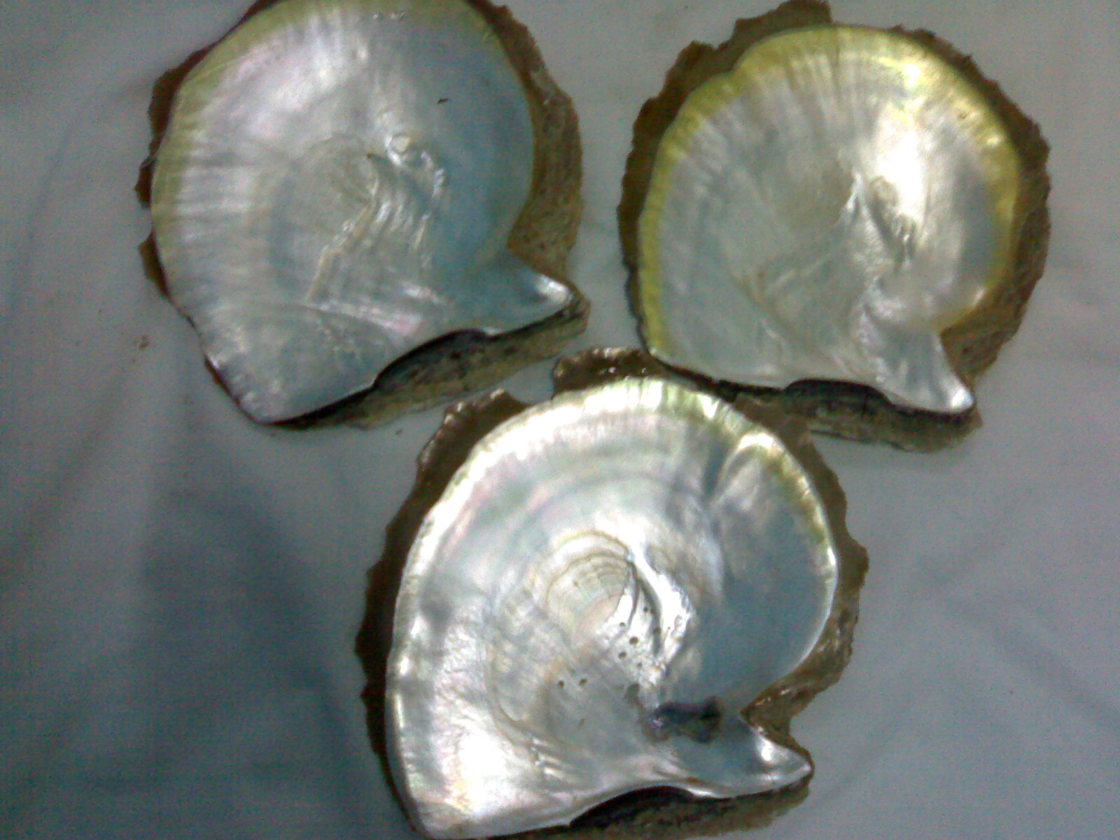 MOP raw shell