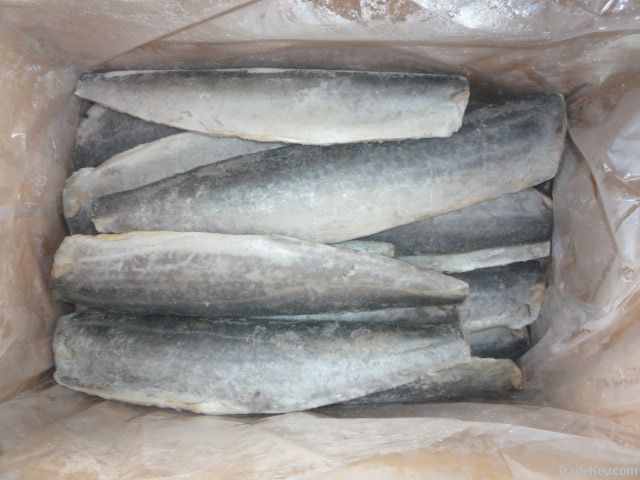 spanish mackerel fillets