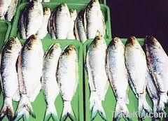 Frozen Mackerel Best Quality