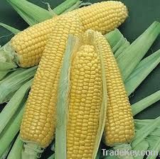 Fresh Corn