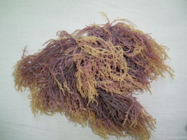 Eucheuma spinosum, cottonii, dried seaweeds