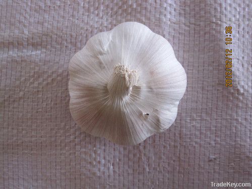 Fresh  Garlic Normal White