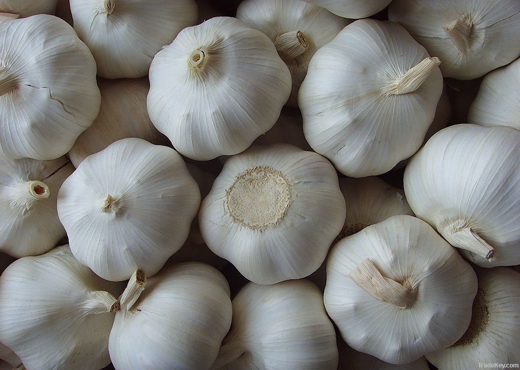 Fresh  Garlic Pure White