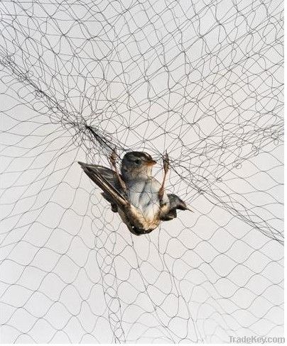 Anti bird netting