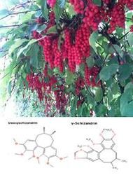 Epimedium P.E--plant extract, herb extract--huir