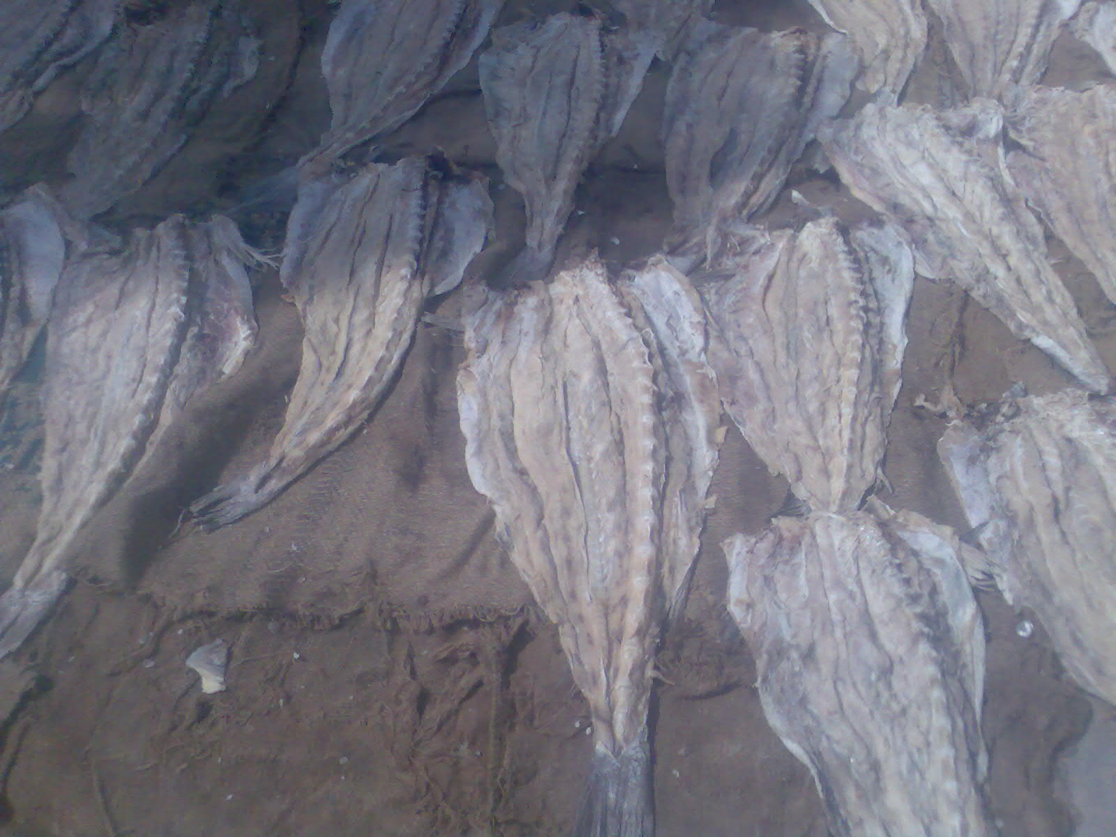 Dried salted fish