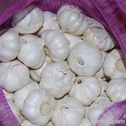 Fresh White Garlic for sale