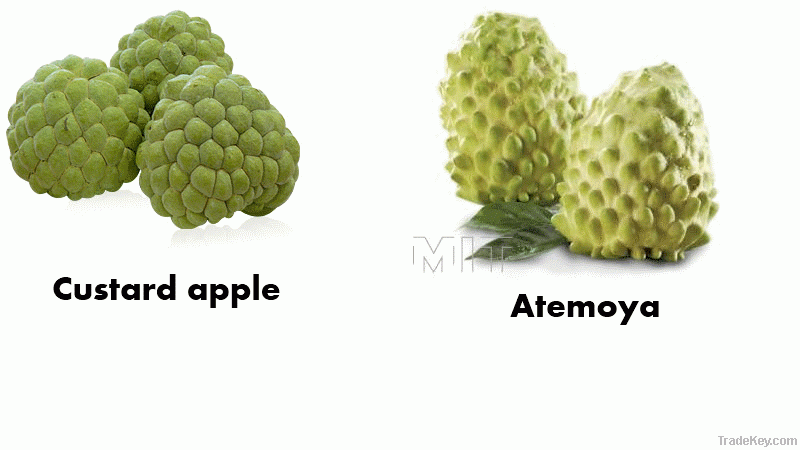 Sugar apple