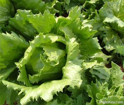 Hydroponic Lettuce