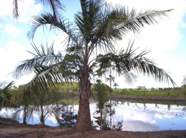 Butias and other palm trees from Brazil