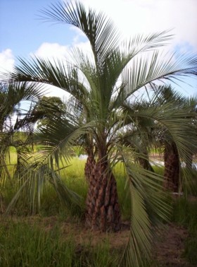 Butias and other palm trees from Brazil