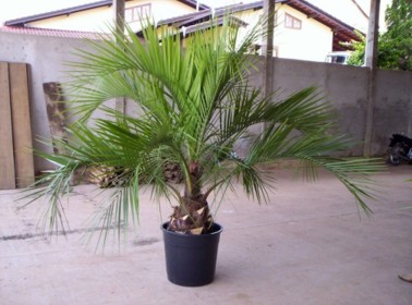 Butias and other palm trees from Brazil