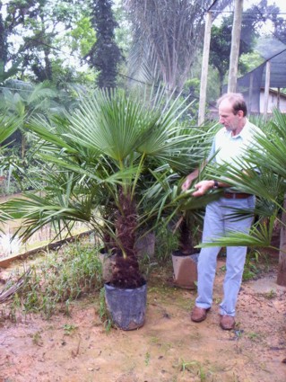 Trachycarpus Fortunei