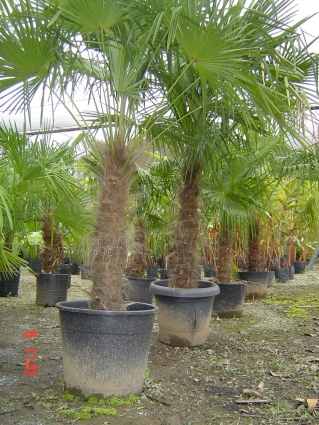 Trachycarpus Fortunei