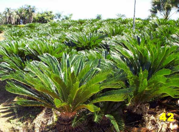 Cycas Revolutas