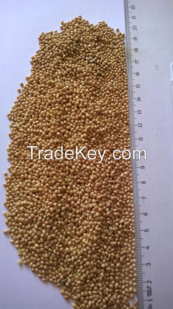 Yellow Millet