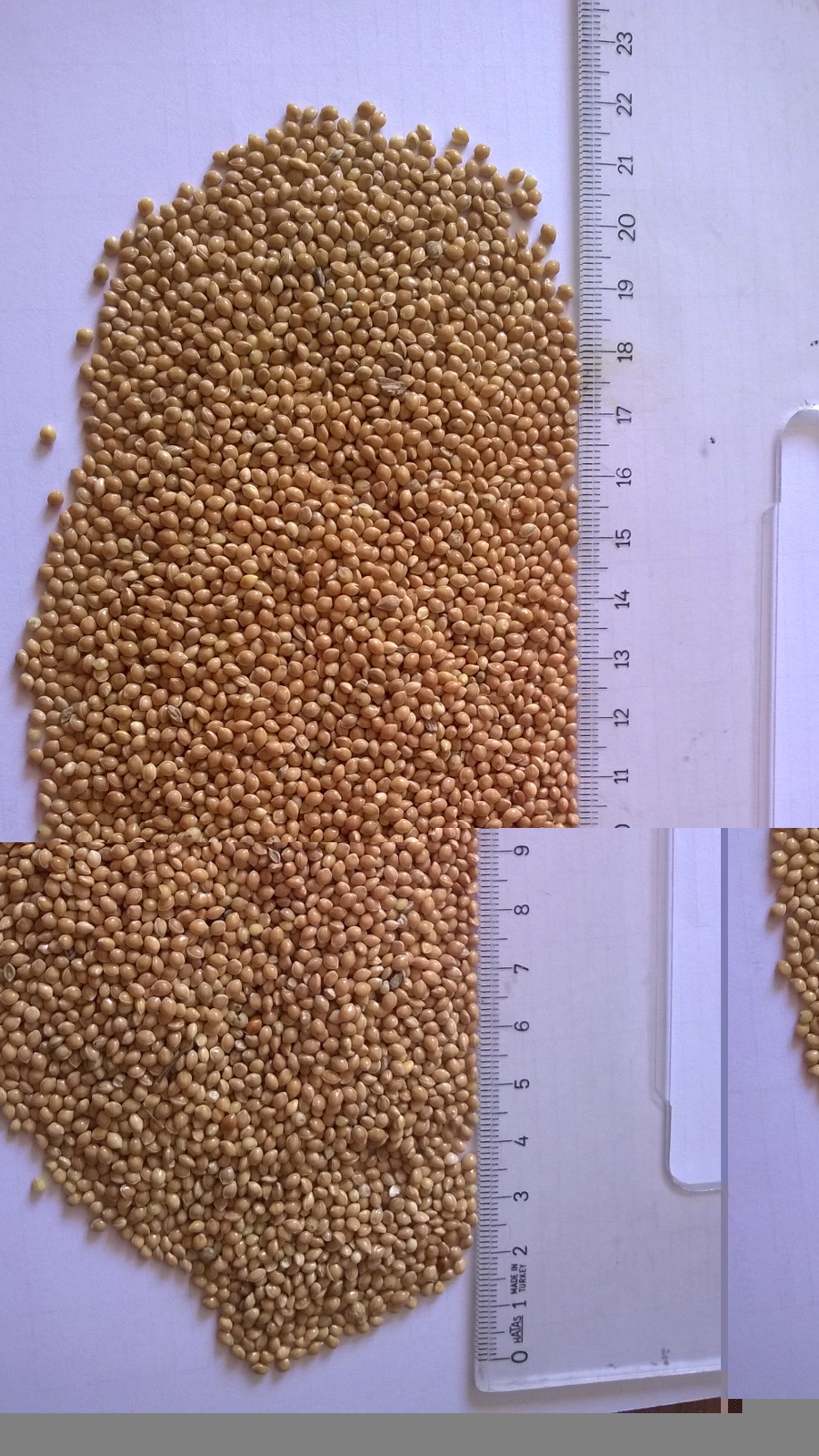 Yellow Millet