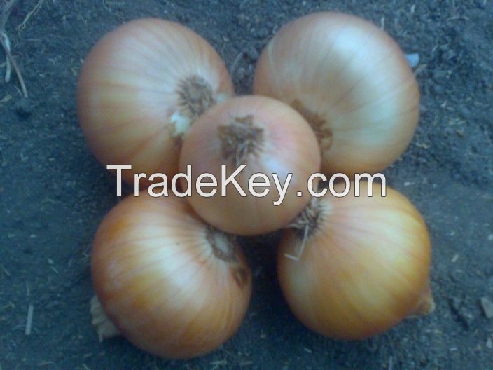 Golden &red onions