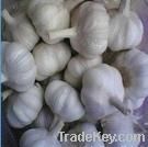 Pure white garlic 5.5cm