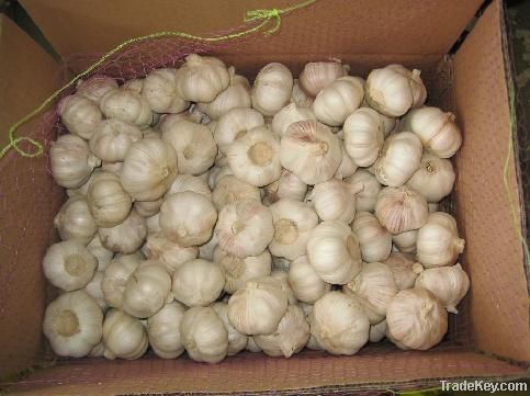 Pure white garlic 5.5cm