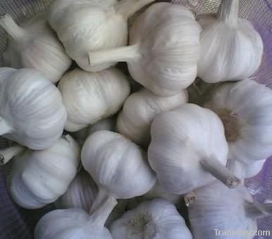 Pure White Garlic 6.5cm
