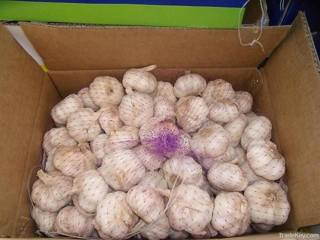 Pure White Garlic 6.5cm