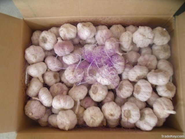 Pure White Garlic 6.0cm