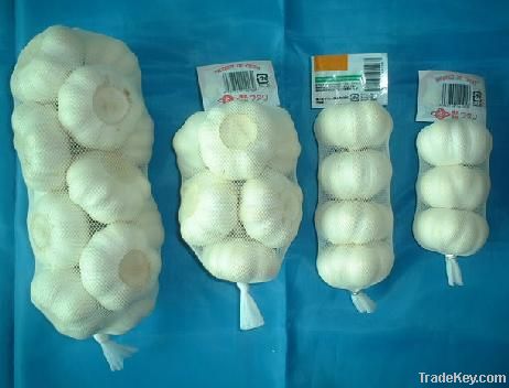 5.0-5.5cm Fresh Pure White Garlic