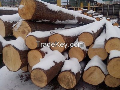Pine logs from Ukraine