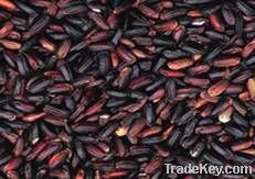 Black rice Extract