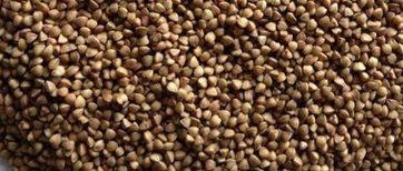 New buckwheat, roasted buckwheat 2013 crop unroasted buckwheat for sale